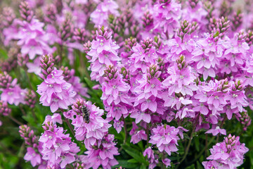 Obraz premium An exquisite close-up of Veronica Plantaginaceae, featuring clusters of vibrant pink flowers amidst verdant foliage, illustrating the stunning detail and texture of this garden favorite