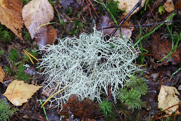 Old man's beard, Usnea subfloridana, also known as beard lichen or beard moss, lichens from Finland