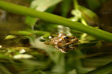 Grenouille verte en gros plan dans sa mare