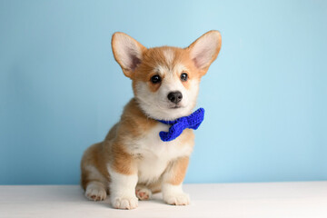 A cute corgi puppy poses in the studio
