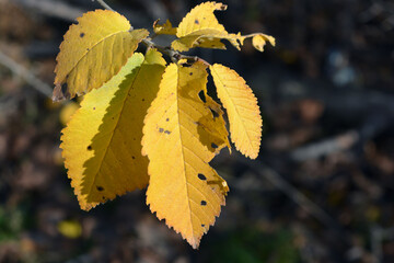 Beautiful, bright yellow mulberry leaves illuminated by the light rays of the autumn sun.