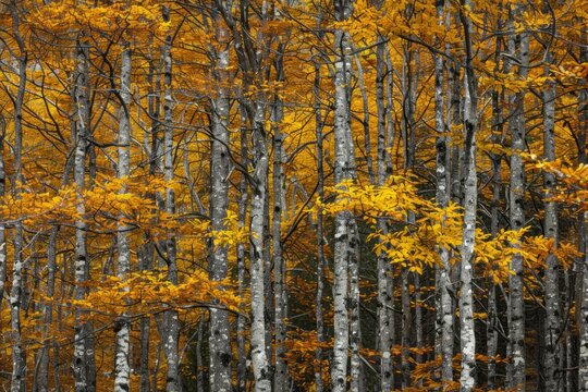 Abstract background of trees with golden leaves growing in woods in fall season in ordesa national park in spain - generative ai