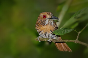 Bird White-whiskered Puffbird (Malacoptila panamensis), Carara National Park Tarcoles, Wildlife and birdwatching in Costa Rica. Beautiful little tropical bird perched on a branch