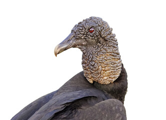 Black vulture (Coragyps atratus),On White Background. Portrait One Ugly Bird. Horizontal profile. Closeup of head, neck and shoulders