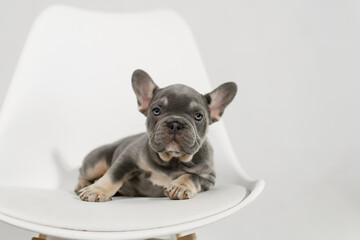A cute French Bulldog puppy poses on a white background in the studio