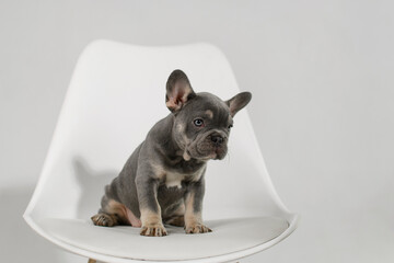 A cute French Bulldog puppy poses on a white background in the studio