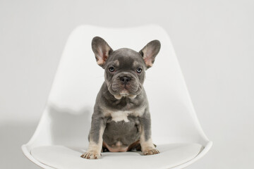 A cute French Bulldog puppy poses on a white background in the studio