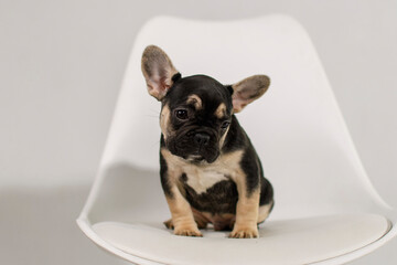 A cute French Bulldog puppy poses on a white background in the studio