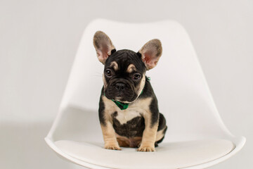 A cute French Bulldog puppy poses on a white background in the studio