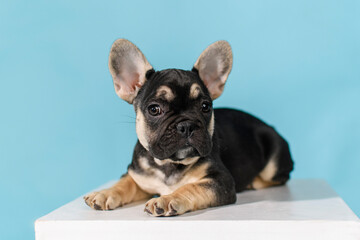 French bulldog puppy lying on a white cube on a blue background in the studio