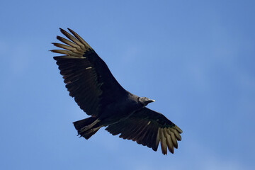Black vulture (Coragyps atratus) Flying with blue sky in the background