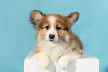 A corgi fluffy puppy lies on a white cube on a blue background in the studio