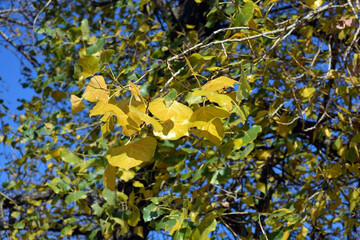 Very bright yellow, green mulberry leaves are arranged in a bright blue sky.