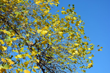 Very bright yellow, green mulberry leaves are arranged in a bright blue sky.
