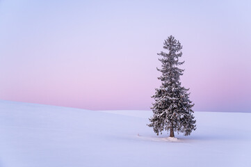 冬の北海道美瑛町のクリスマスツリーの木