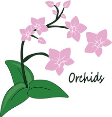 illustration of pink orchid on white background