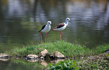 Black winged stilts at a pond in India