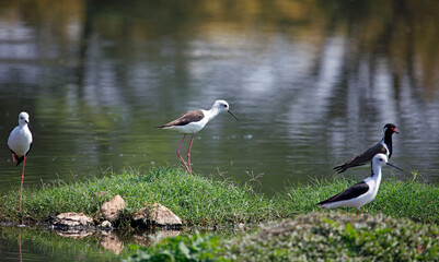 Black winged stilts at a pond in India