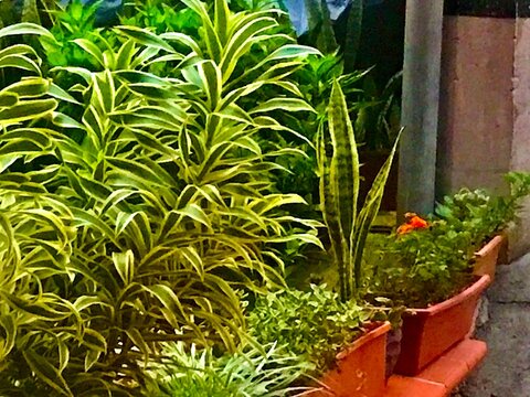 Plantas frescas y hermosas masetas