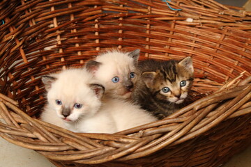 Groupe de trois chatons dans un panier en osier