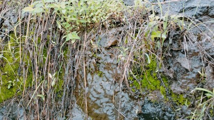 grass and water