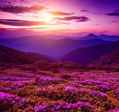 blooming pink rhododendron flowers, amazing summer panoramic nature scenery.	