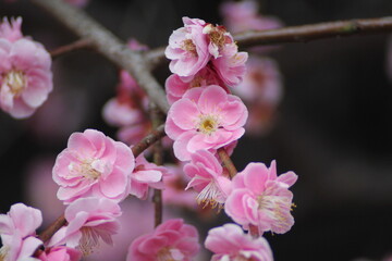 梅の花