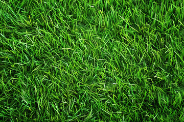 green grass background, meadow landscape