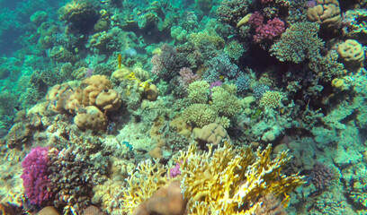 Fototapeta na wymiar colorful fish. amazing coral reef