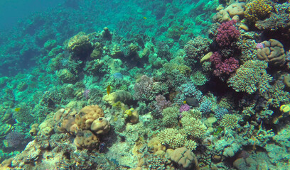 Naklejka na ściany i meble colorful fish. amazing coral reef
