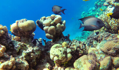Naklejka na ściany i meble colorful fish. amazing coral reef