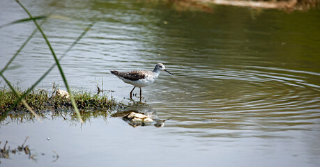 Greenshanks feeding in a pond