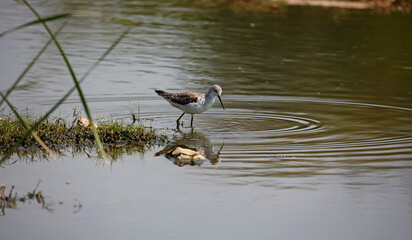 Greenshanks feeding in a pond