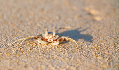 A crab on the beach is running on the white sand. Exotic animals in the resorts of tropical islands. The concept of a beach holiday in the tropics.