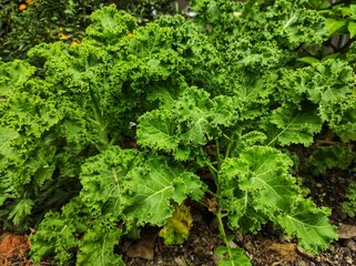 Curly cabbage or kale, is a cultivar plant belonging to the Brassica oleracea species