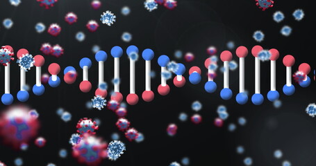 Image of 3d DNA strand spinning with Covid 19 coronavirus cells icons floating on black background
