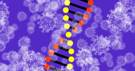 Image of 3d DNA strand spinning with Covid 19 coronavirus cells floating on purple background