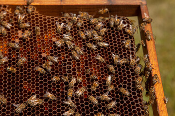 Working bees on honeycomb with sweet honey and pollen..