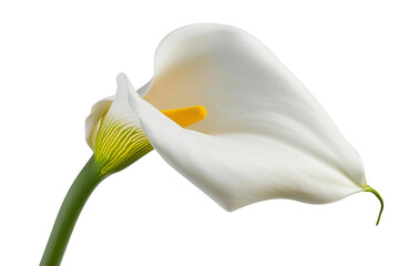 Australia Calla Lily Isolated on Transparent Background