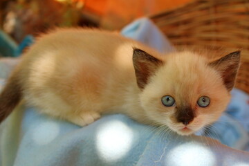 Chaton dans un panier