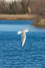 vista in primo piano di un giovane gabbiano selvatico che vola di giorno, con la ali distese, sopra un area naturale di palude, vicino ad un fiume