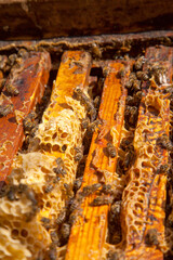 Open hive showing the bees swarming on a honeycomb..