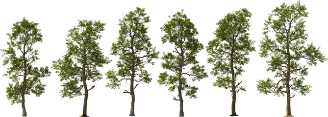 north american sassafras tree hq arch viz cutout plants - 757950863