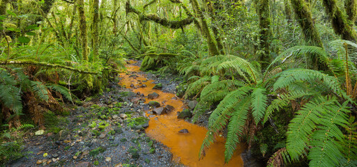 Wald, Farne, Bach, Fiordland Nationalpark, Southland, Südinsel, Neuseeland