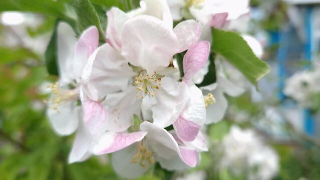Branch of blooming apple tree on blurred background close-up