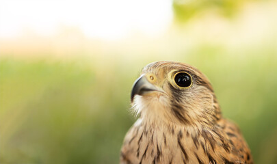 Portrait of a carnivorous bird. Falcon.