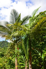 Fototapeta premium Tropical rainforest landscape, blue sky background, concept for traveling, jungle, expedition, environment, exotic botany