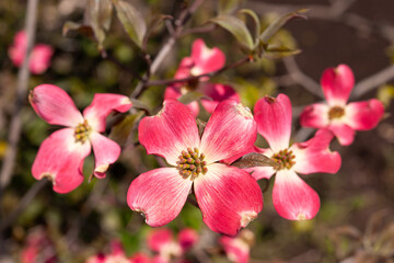 Obraz premium ハナミズキの花