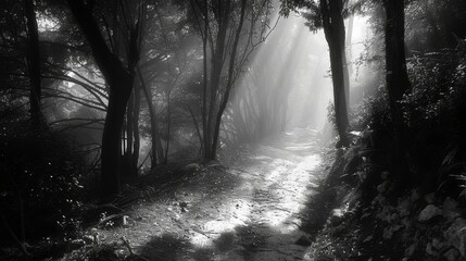 Mystery captured by a shadowy forest path winding into the unknown - obrazy, fototapety, plakaty