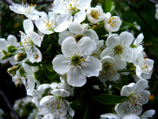 a branch of white and delicate wild pear flowers